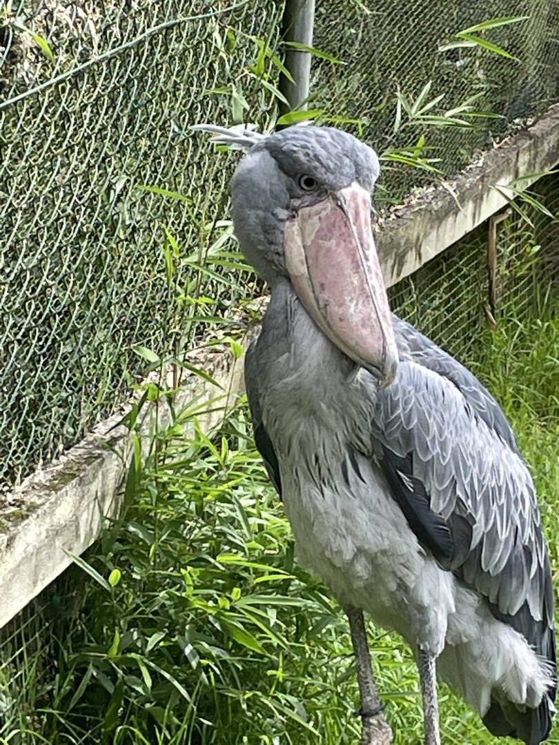 Female Shoebill, Abu