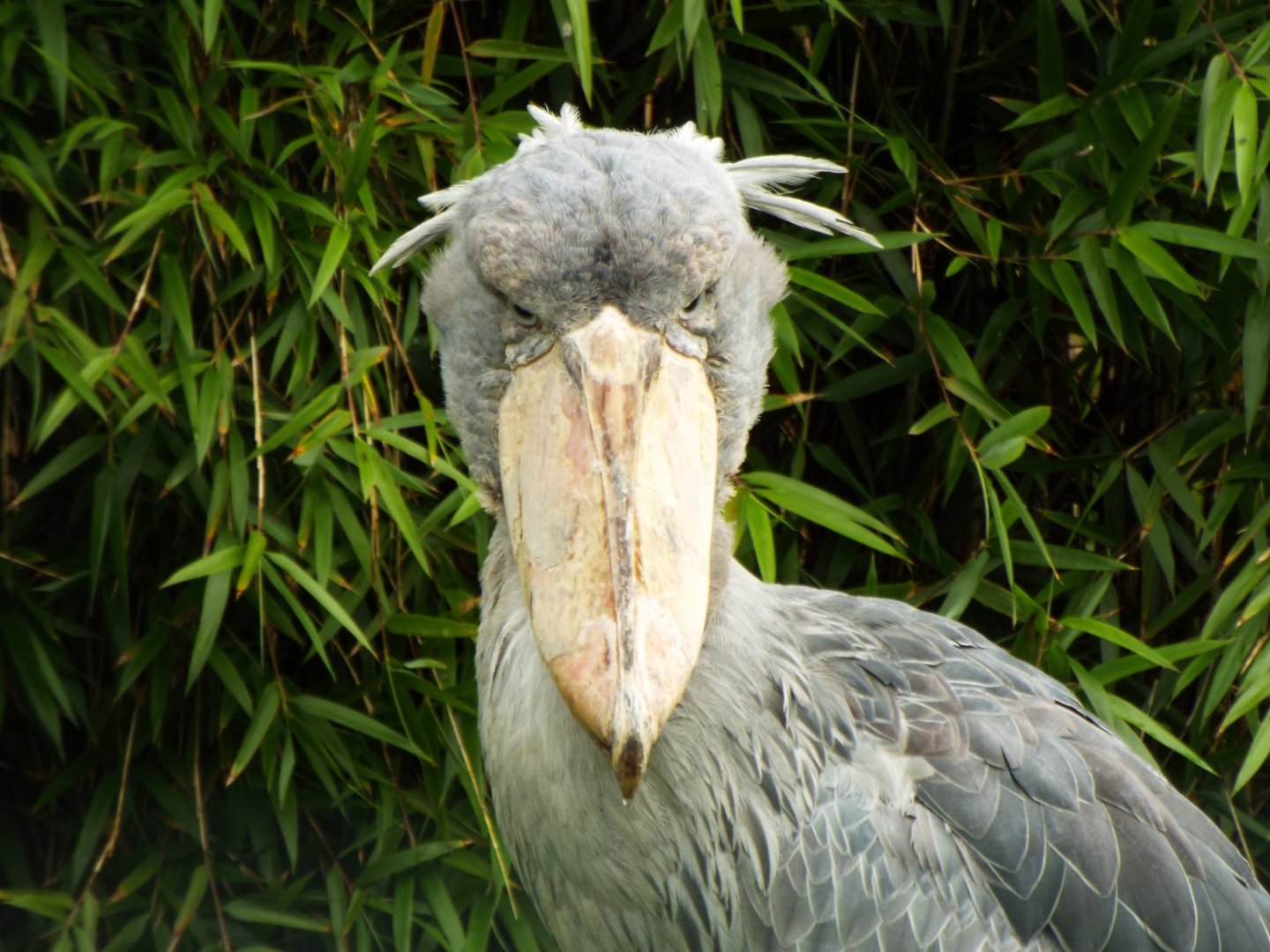 Female Shoebill, Exmoor Zoo