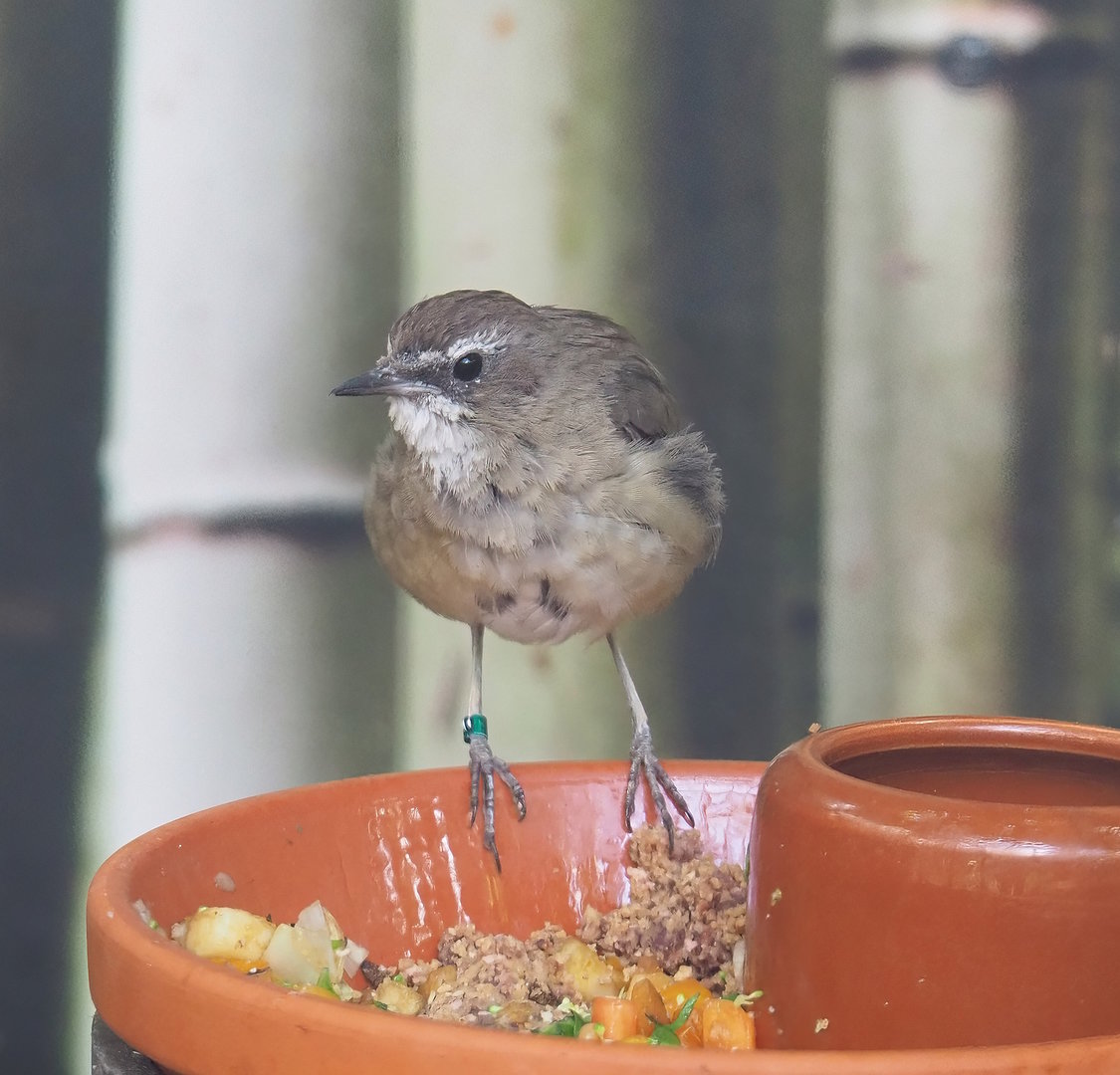 Female Siberian rubythroat (Calliope calliope), 2022-08-28