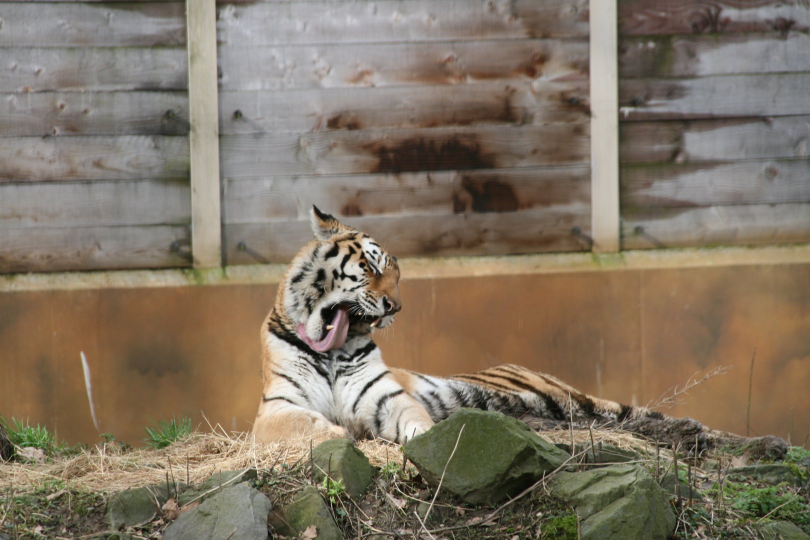 female siberian tiger