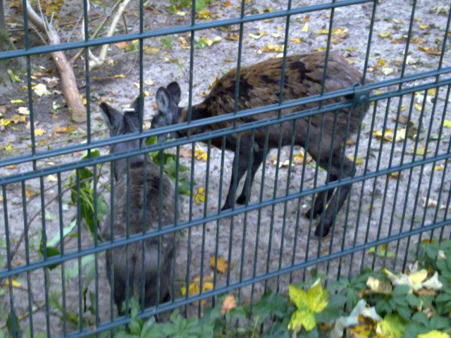 Female sibirian musk deers, October 2010