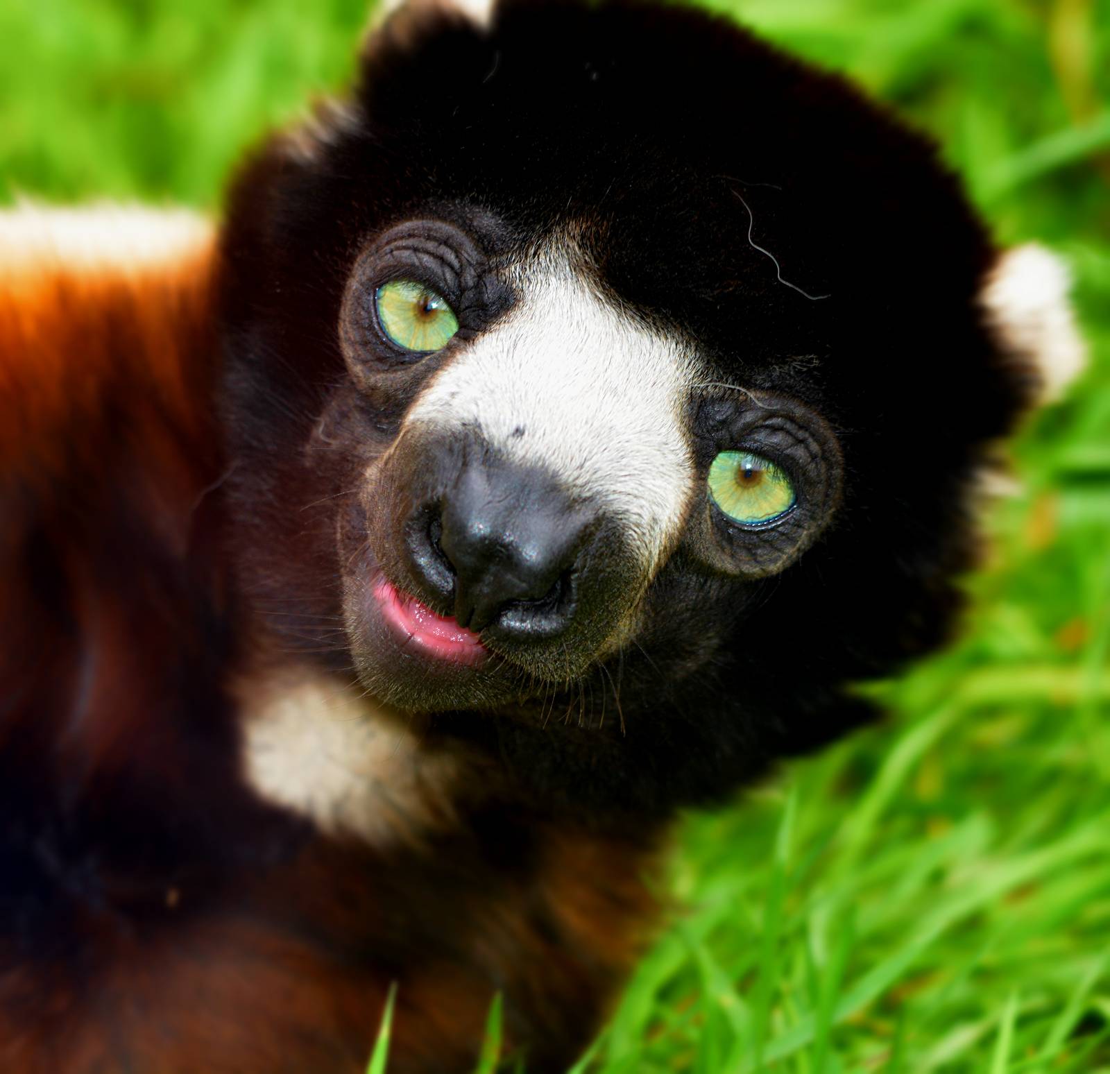 FEMALE SIFAKA