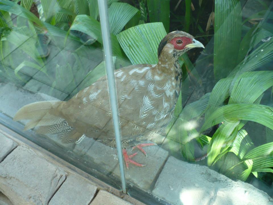 Female silver pheasant