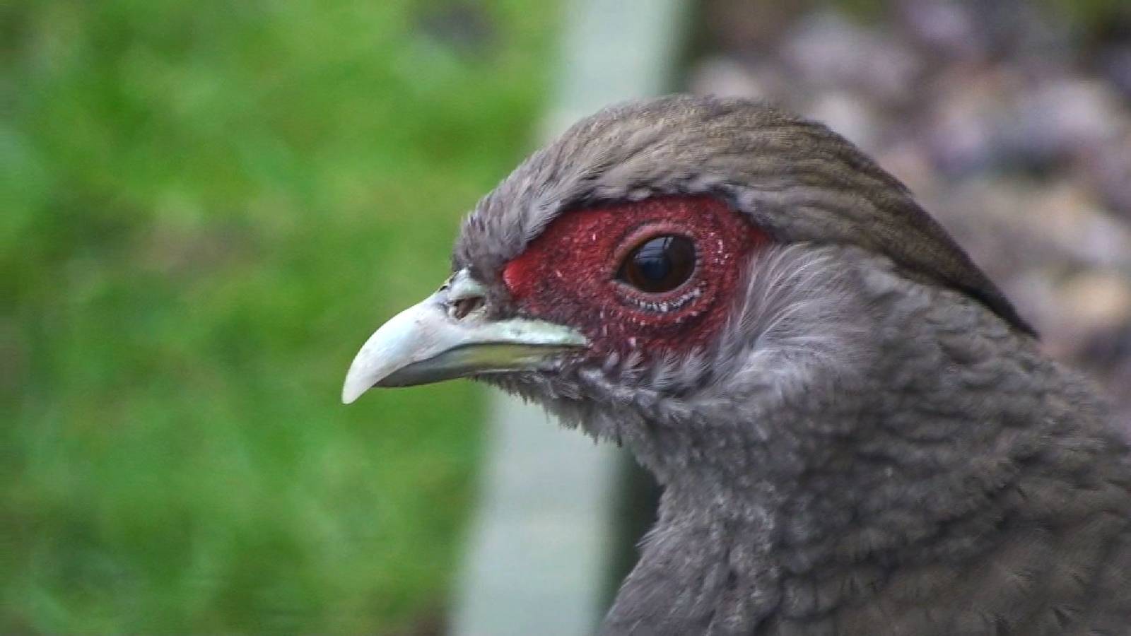 Female silver pheasant