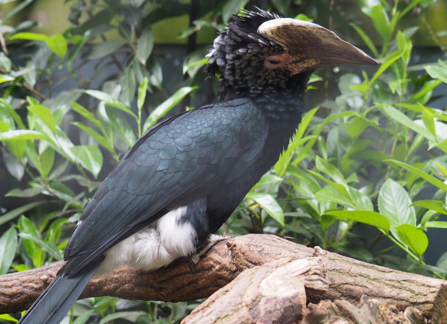 Female silvery-cheeked hornbill (Bycanistes brevis), 2019-05-25
