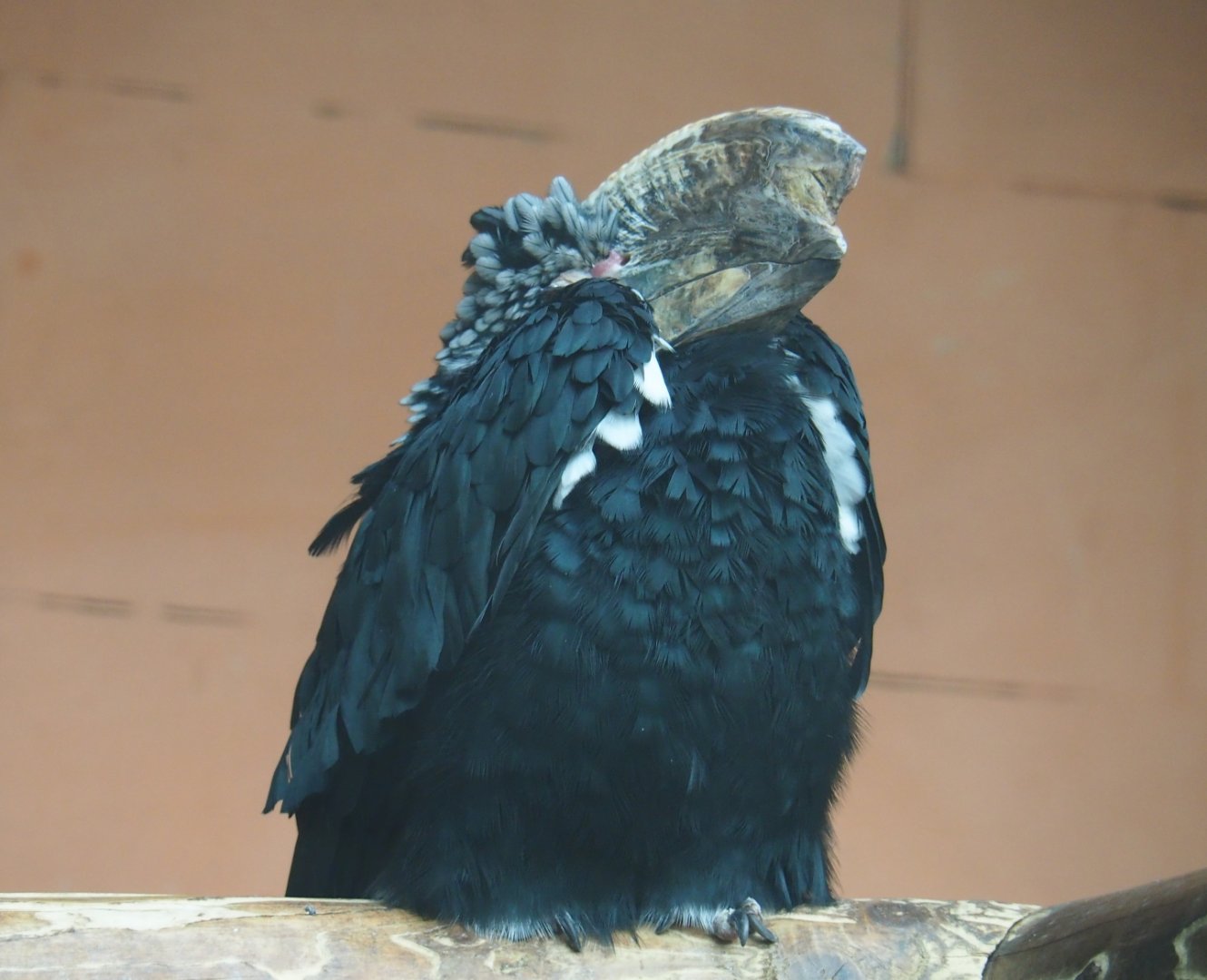 Female Silvery-cheeked hornbill (Bycanistes brevis), Aug 28th, 2018