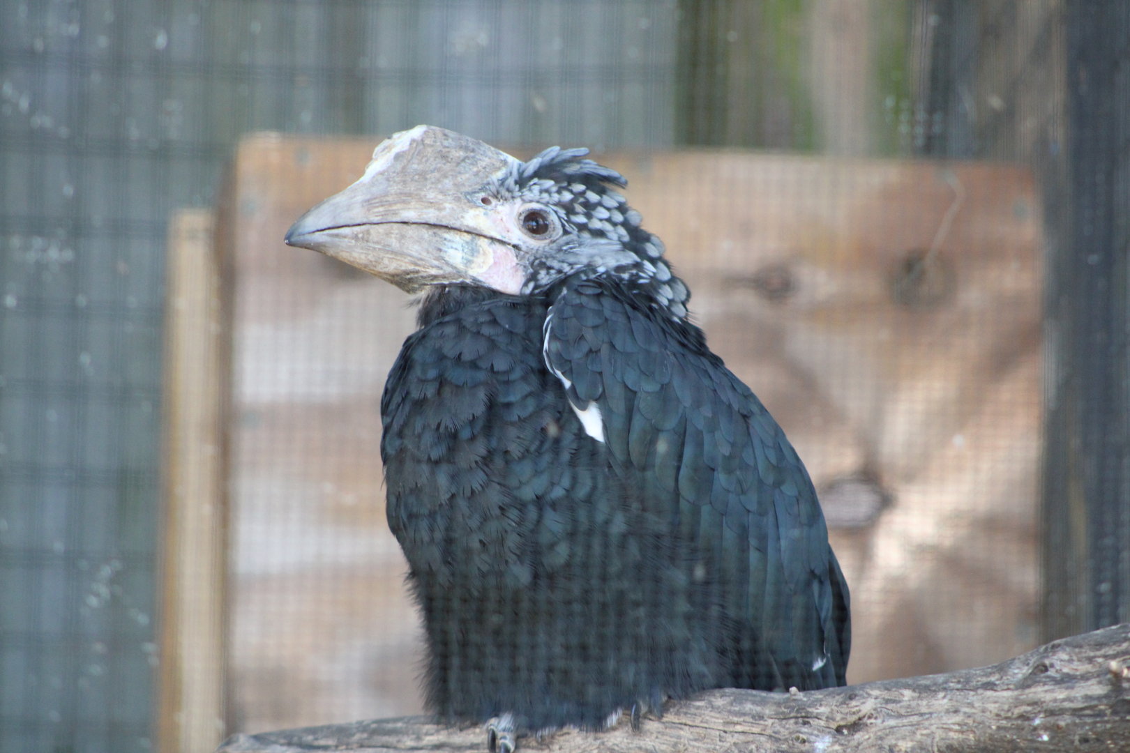 (Female) Silvery-Cheeked Hornbill (Bycanistes brevis)