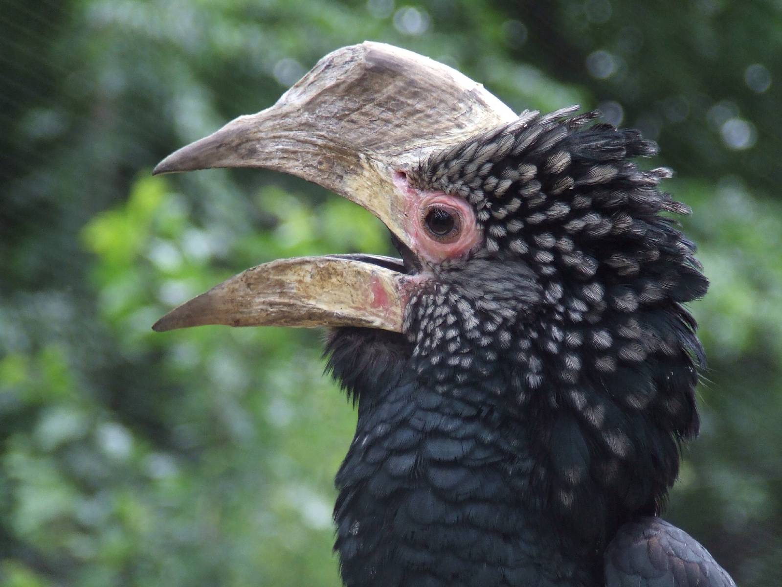 Female Silvery-cheeked Hornbill @ Debrecen Zoo, Hungary