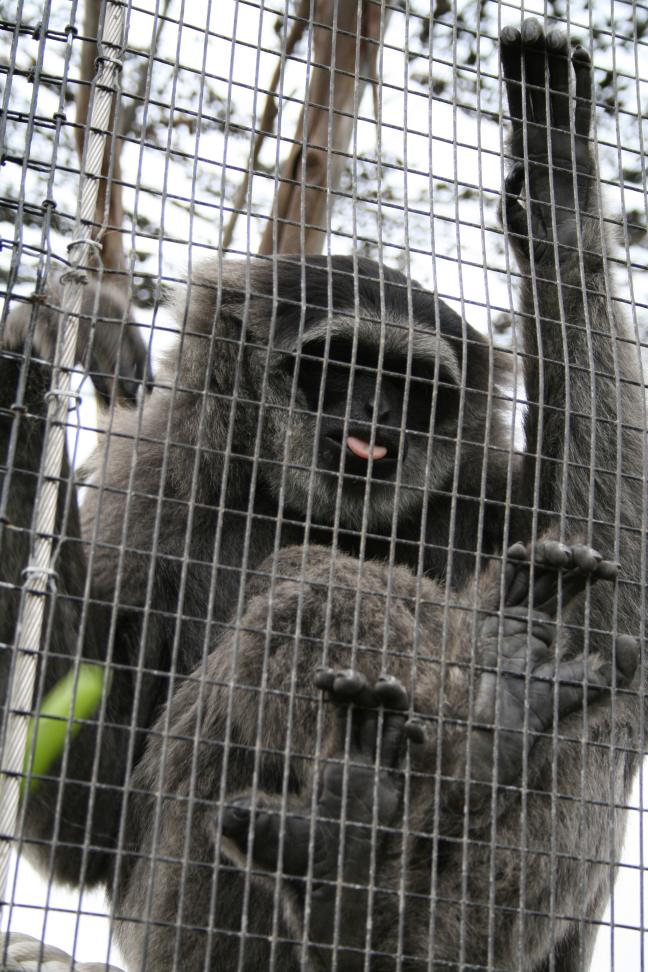 Female silvery gibbon, Taronga Zoo