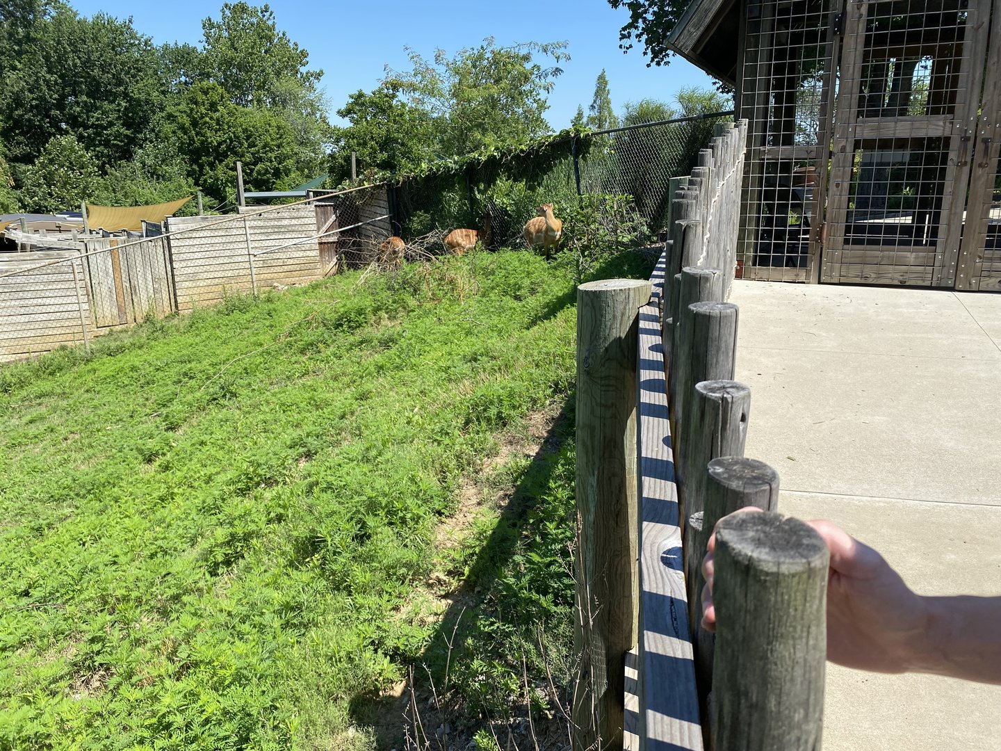Female Sitatunga 7-11-2023