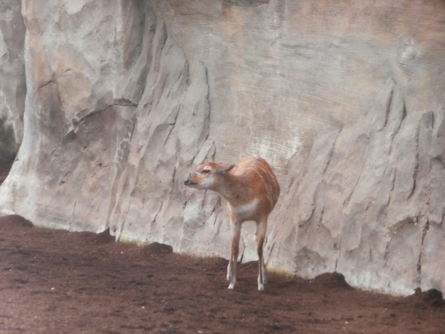 Female sitatunga -Bioparc Valencia (Summer 2017)