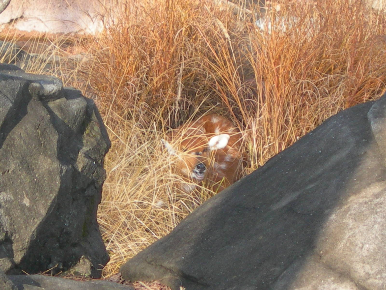 Female Sitatunga hiding in bushes