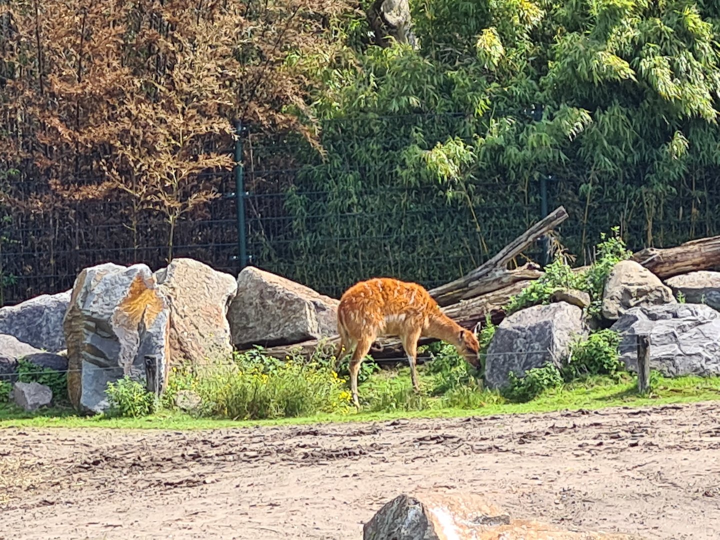 Female Sitatunga in Hippo enclosure