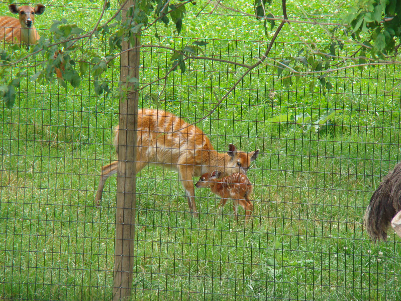 female sitatunga with fawn