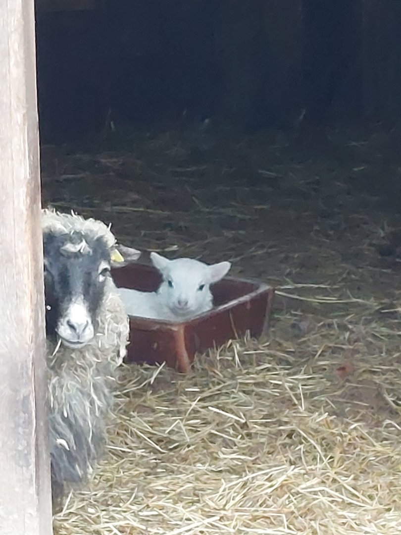Female skudde sheep with her lamb Stadtpark Emsdetten