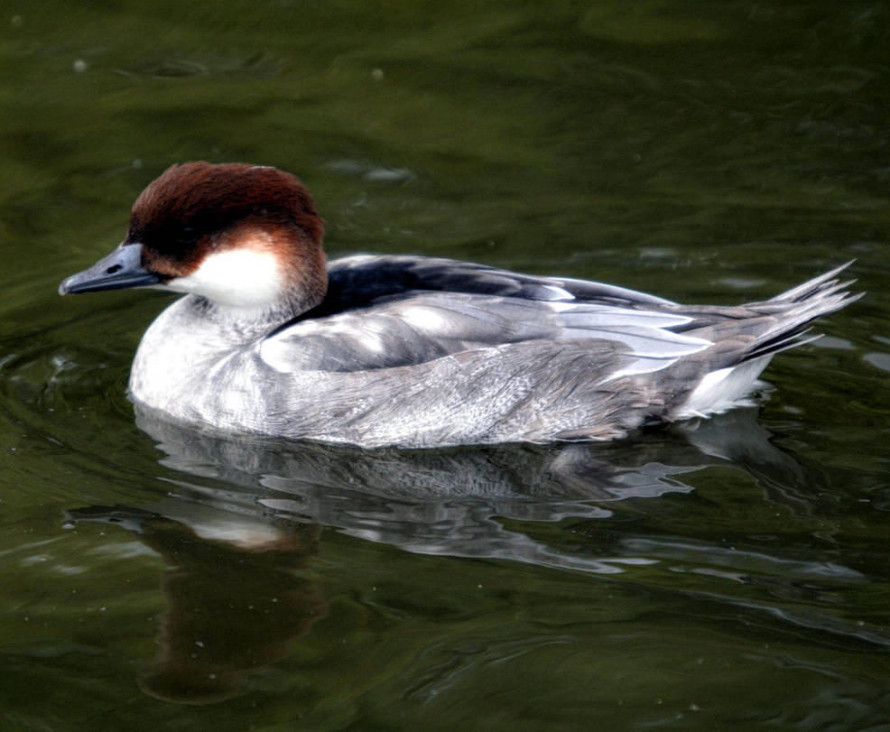 Female Smew