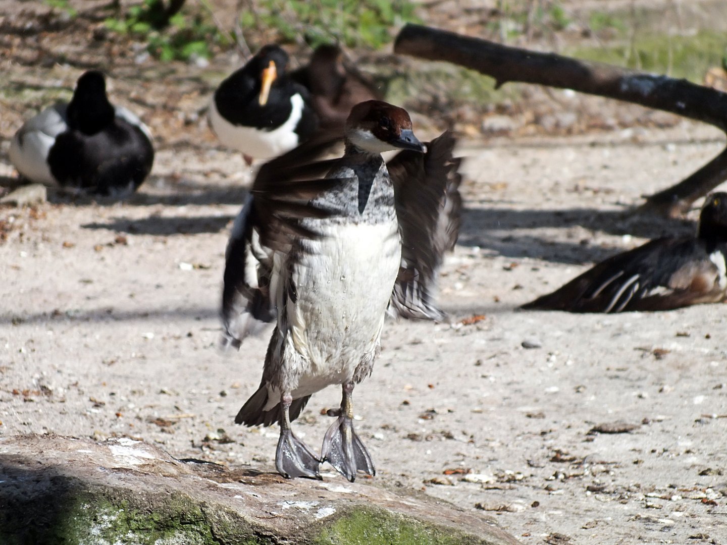 Female smew