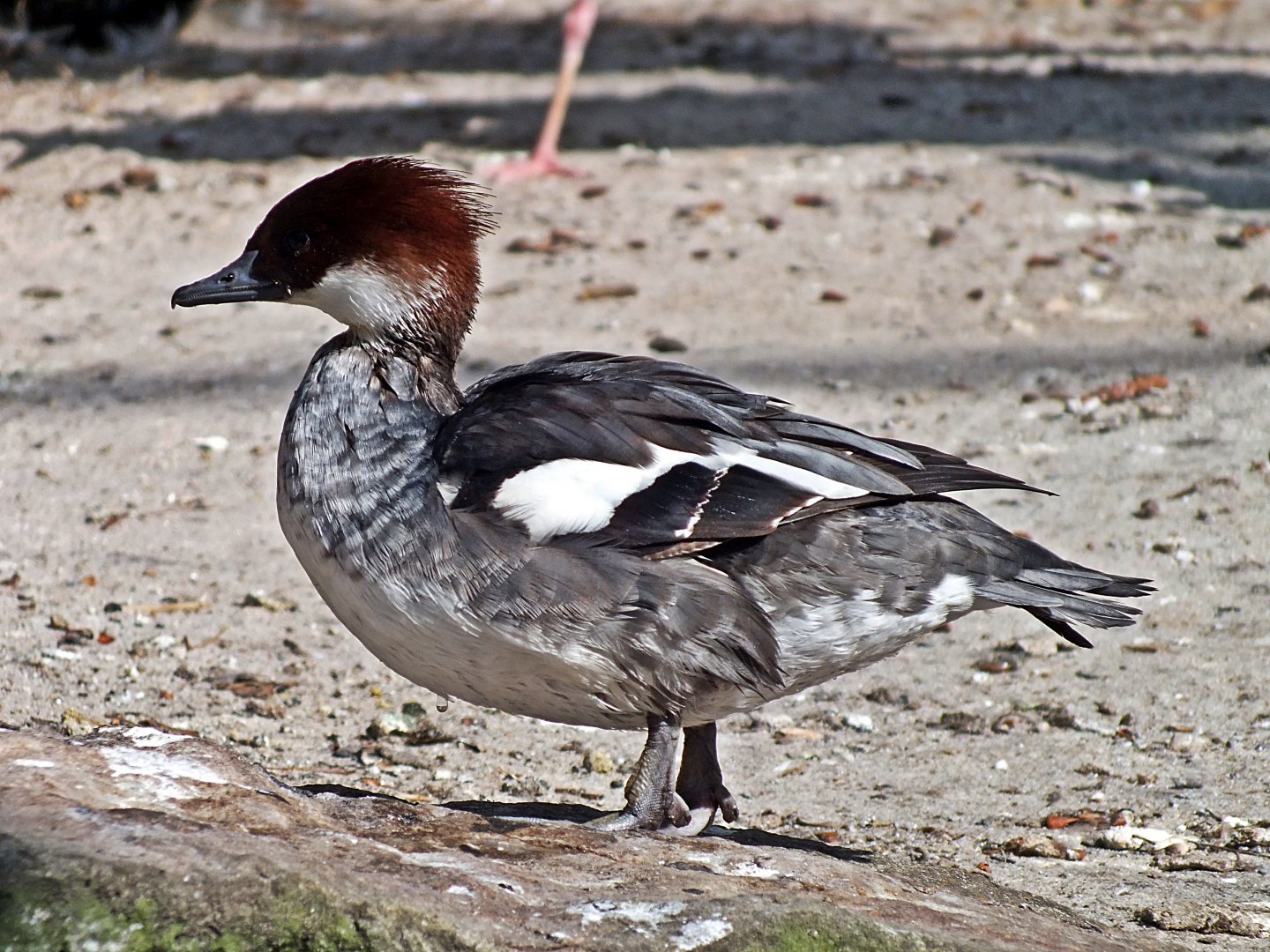 Female smew