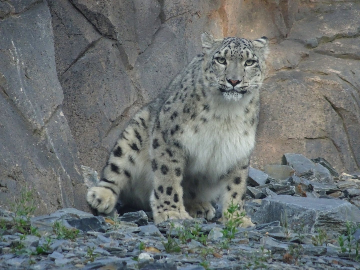 Female Snow Leopard 17 August 2025