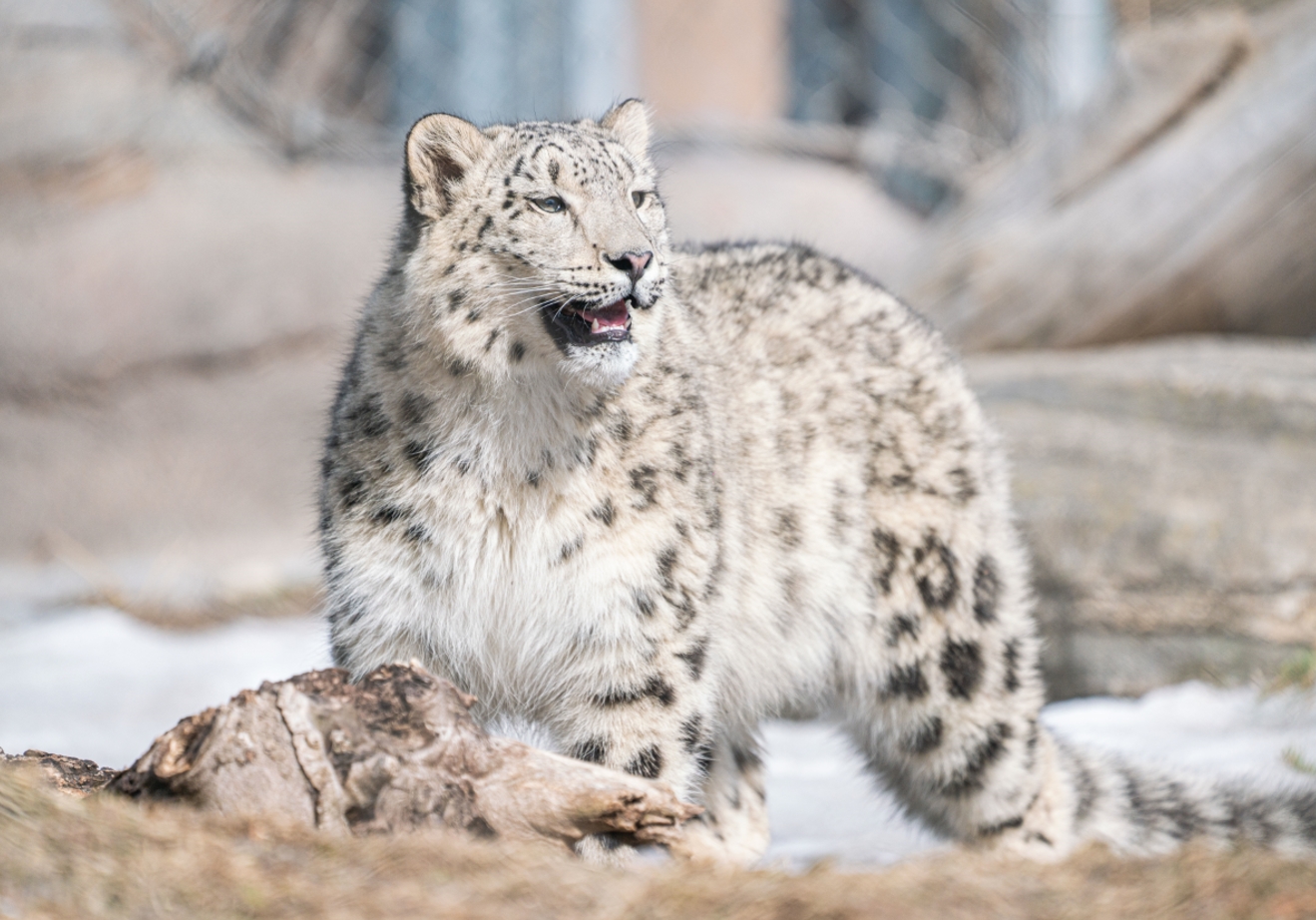 Female Snow Leopard cub
