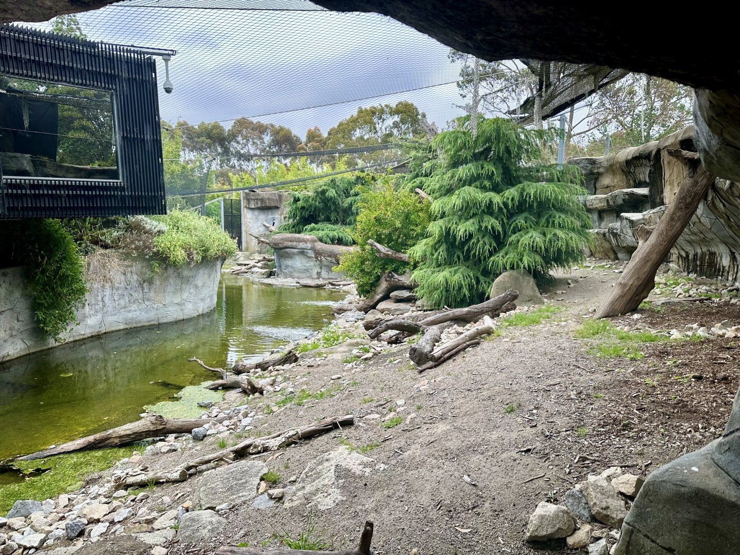 Female Snow Leopard Exhibit