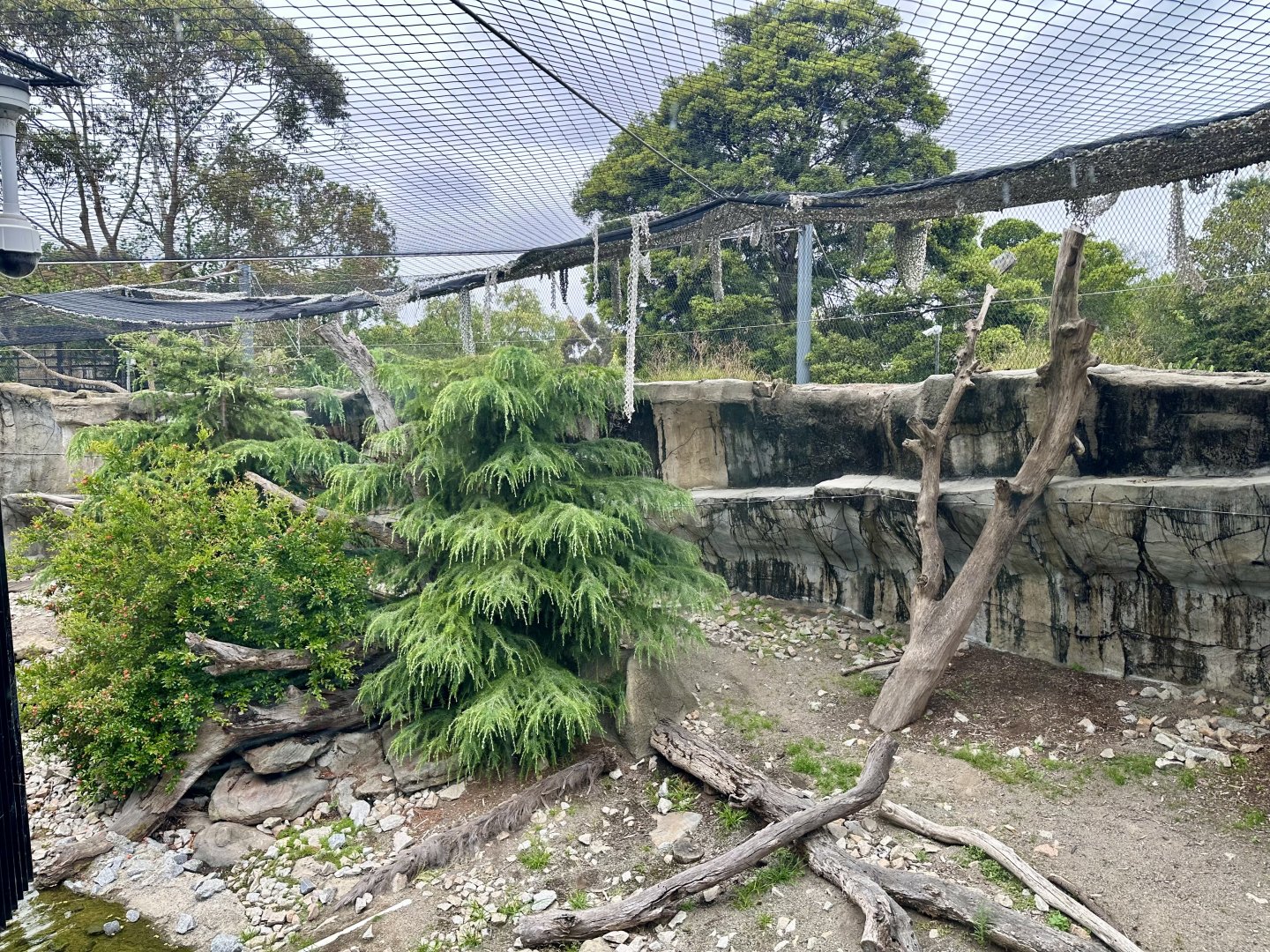 Female Snow Leopard Exhibit