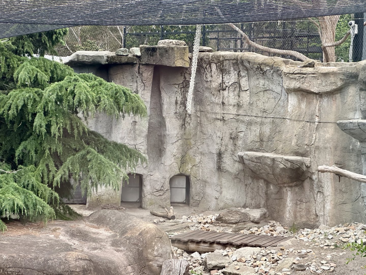 Female Snow Leopard Exhibit