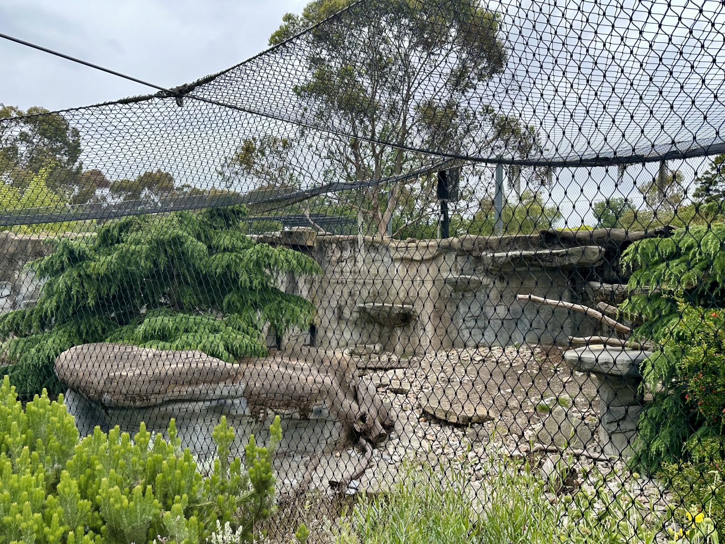 Female Snow Leopard Exhibit