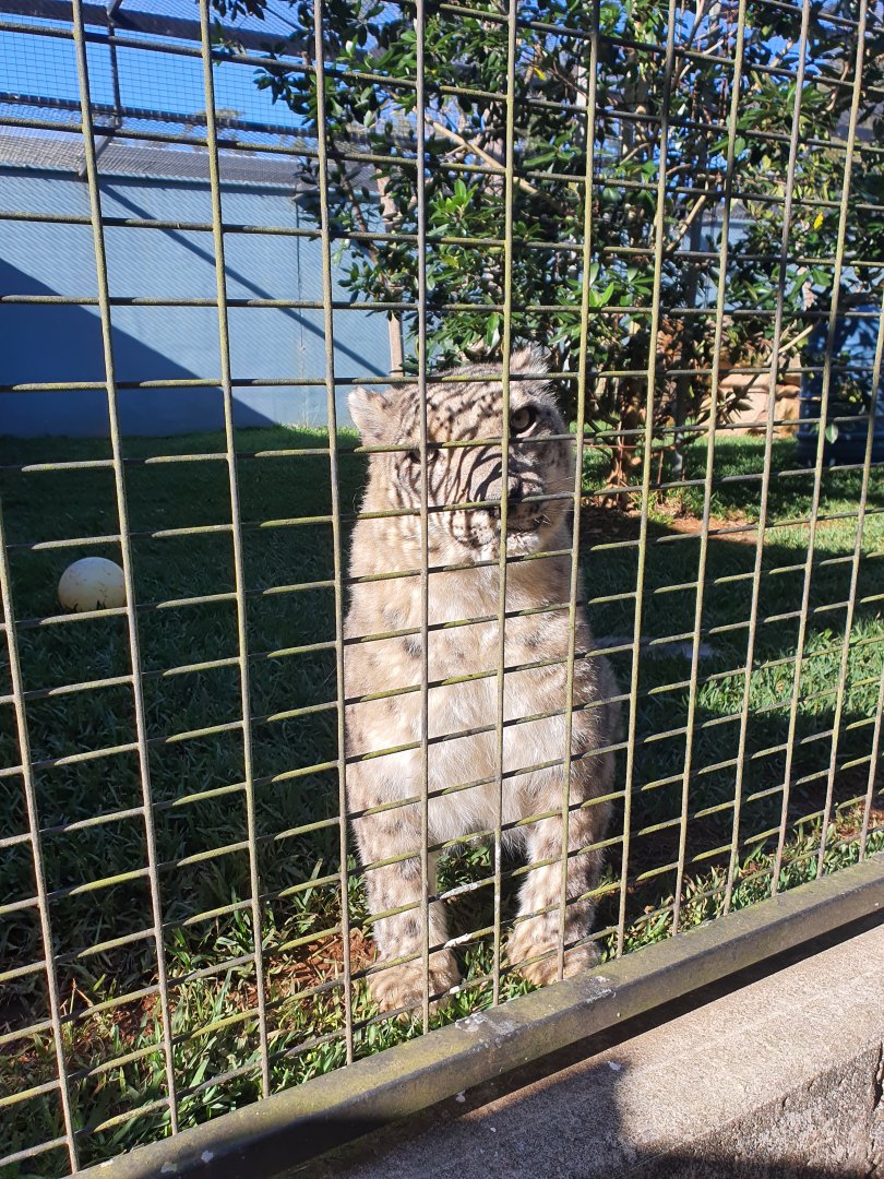 Female Snow Leopard Samara