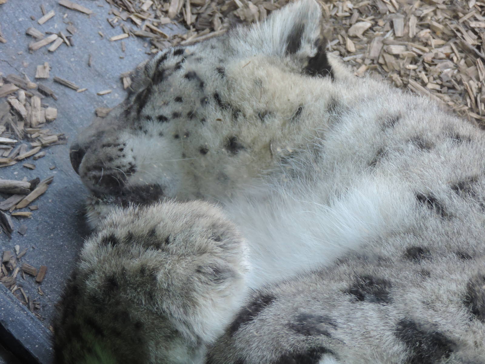 Female Snow Leopard - Tiga