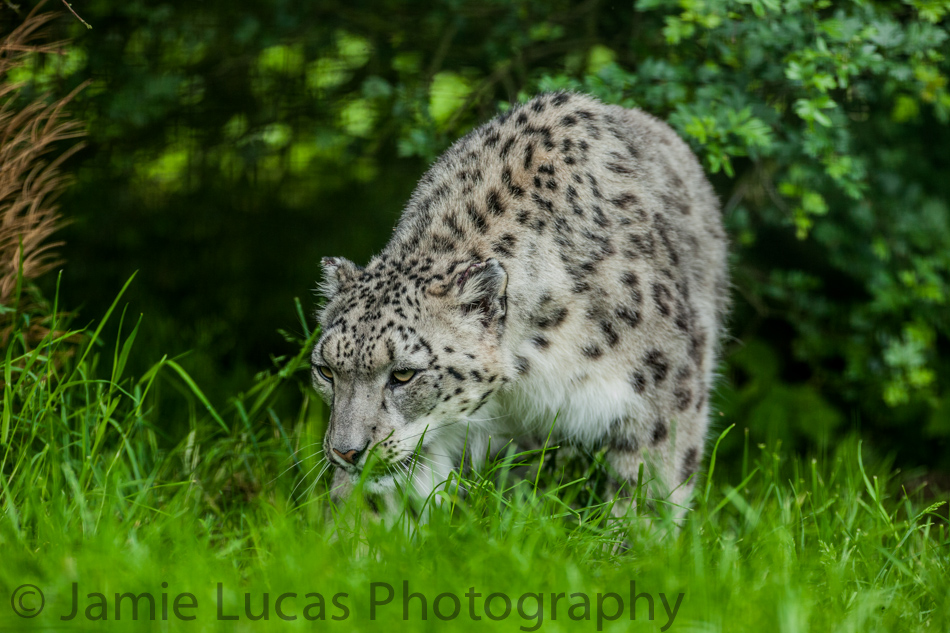 Female Snow Leopard