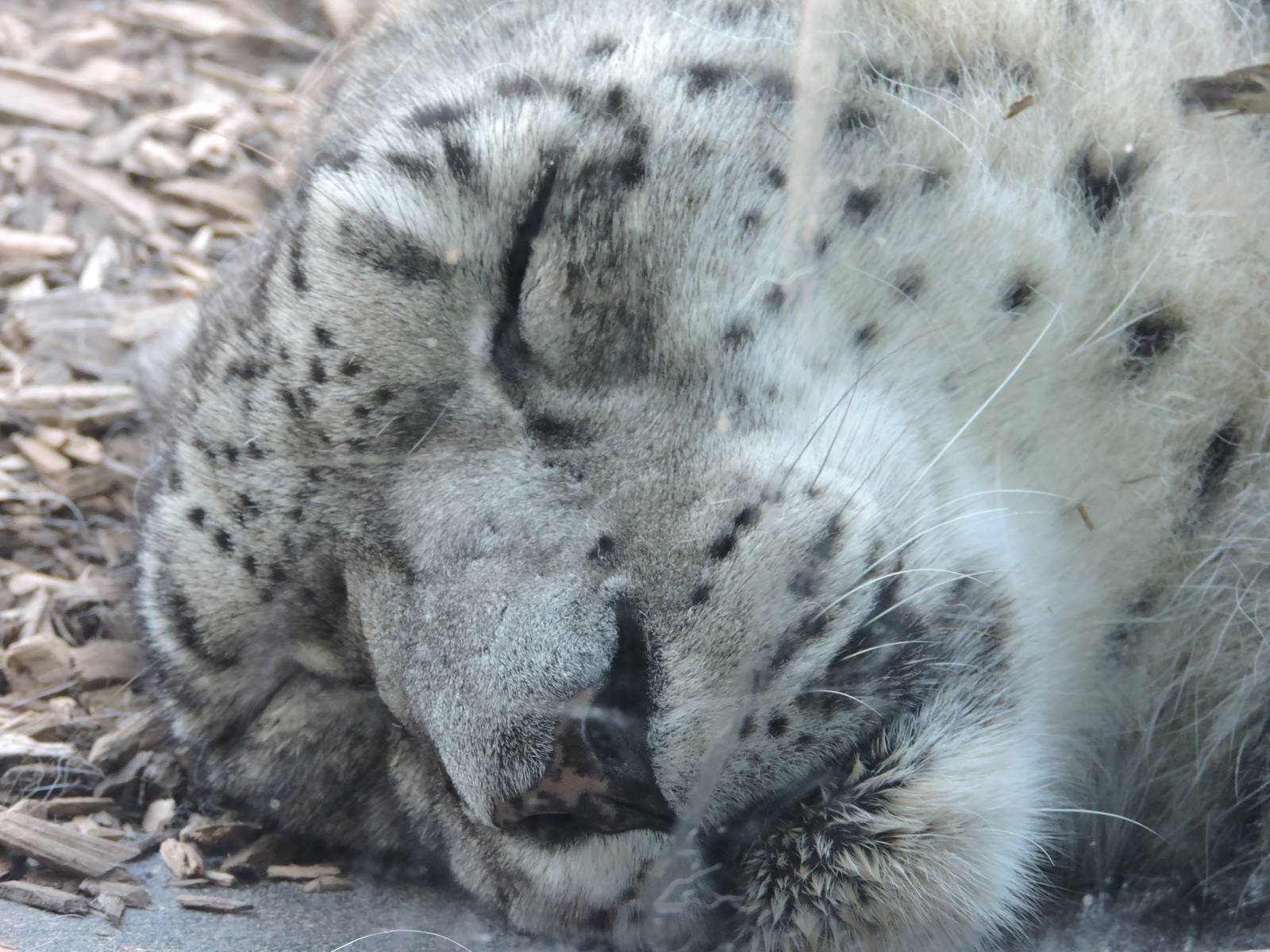 Female Snow Leopard