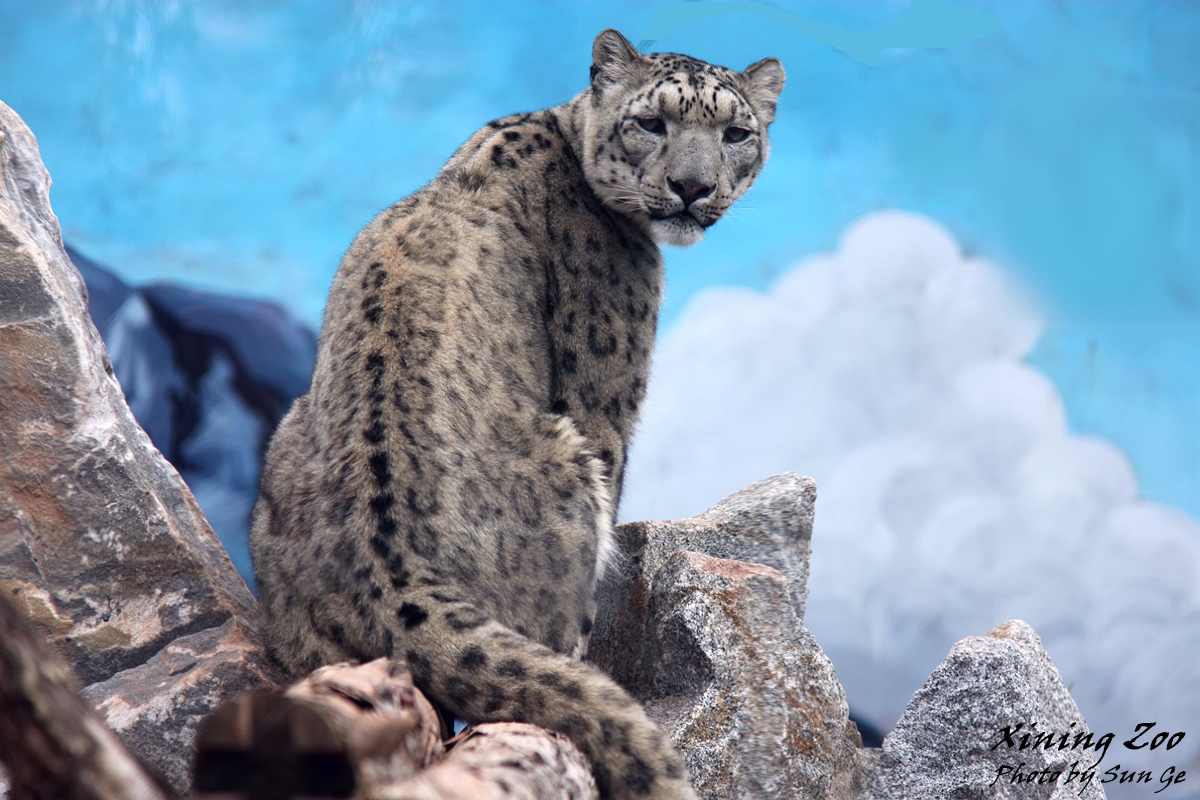 Female snow Leopard