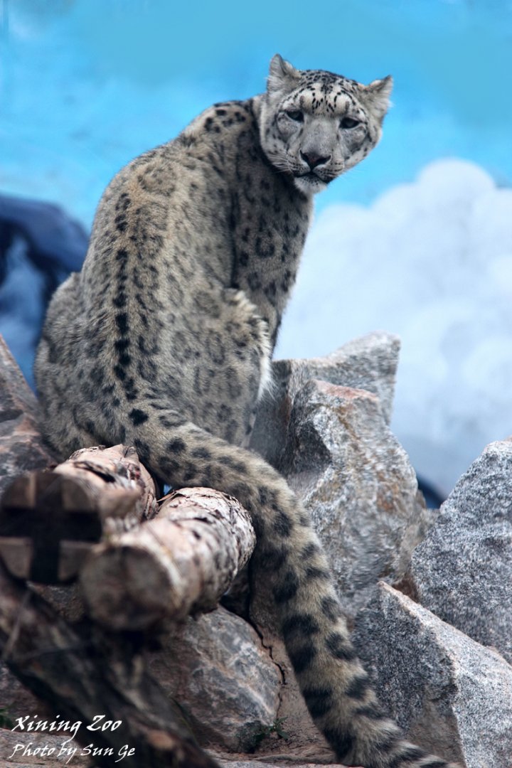 Female snow Leopard