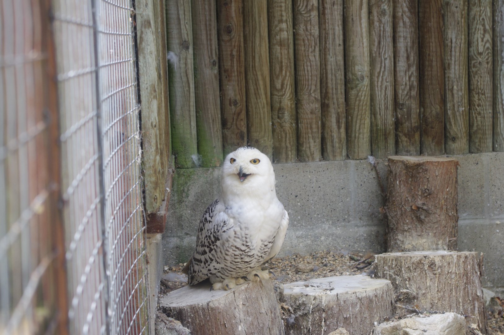 Female Snowy Owl- 3/6/2022