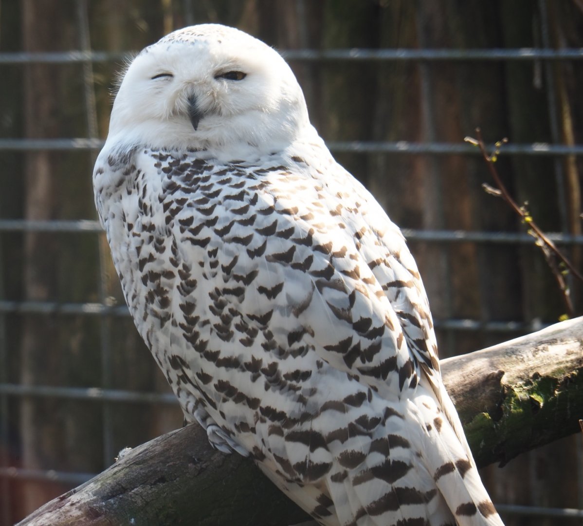 Female Snowy owl (Bubo scandiacus), 2019-04-06