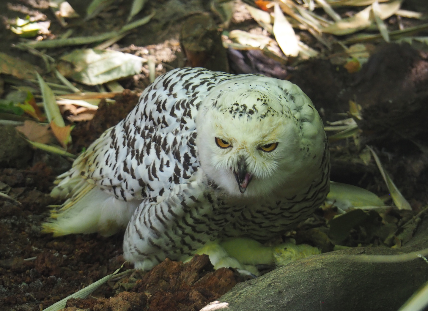 Female Snowy owl (Bubo scandiacus), 2020-06-20