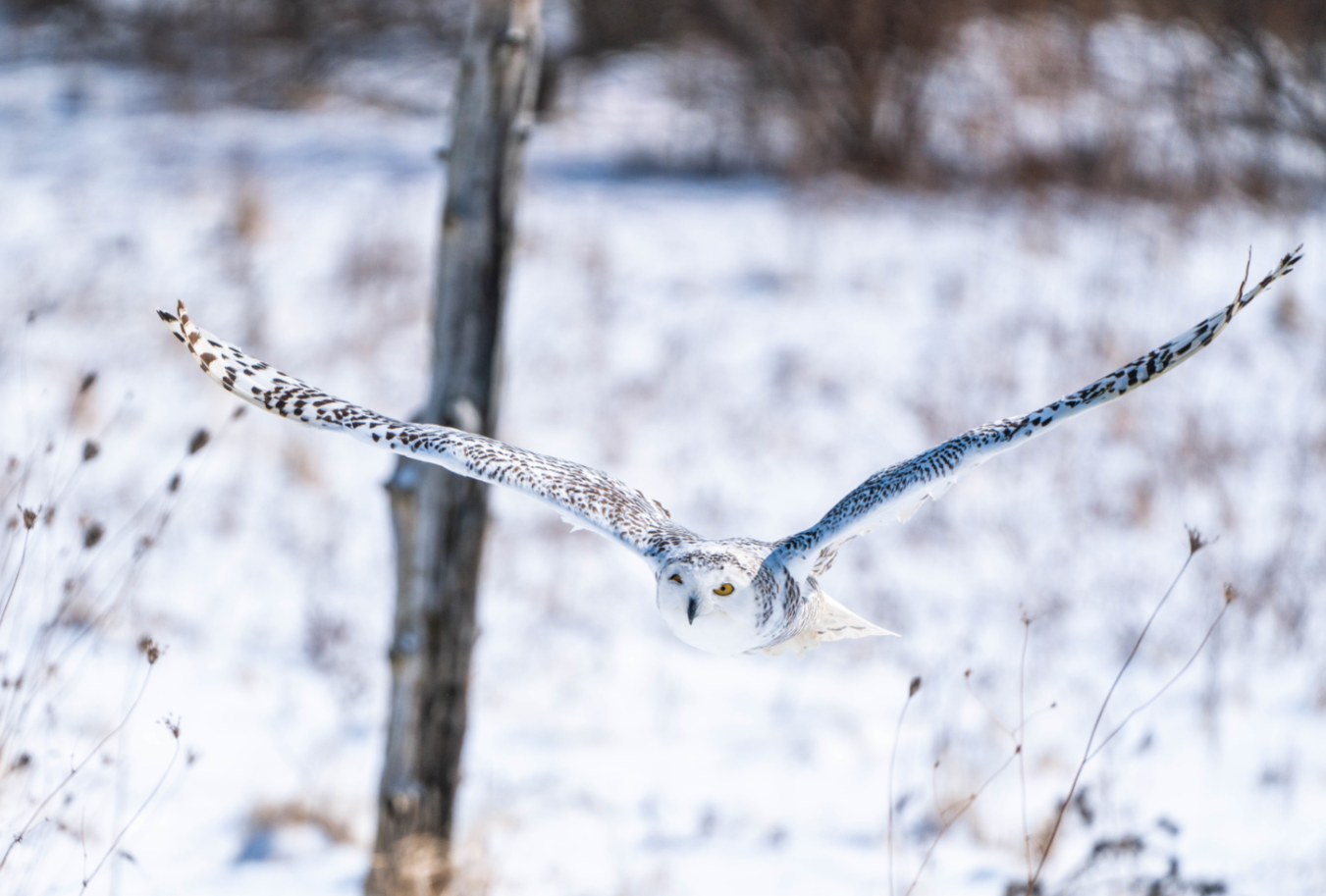 Female Snowy Owl flying