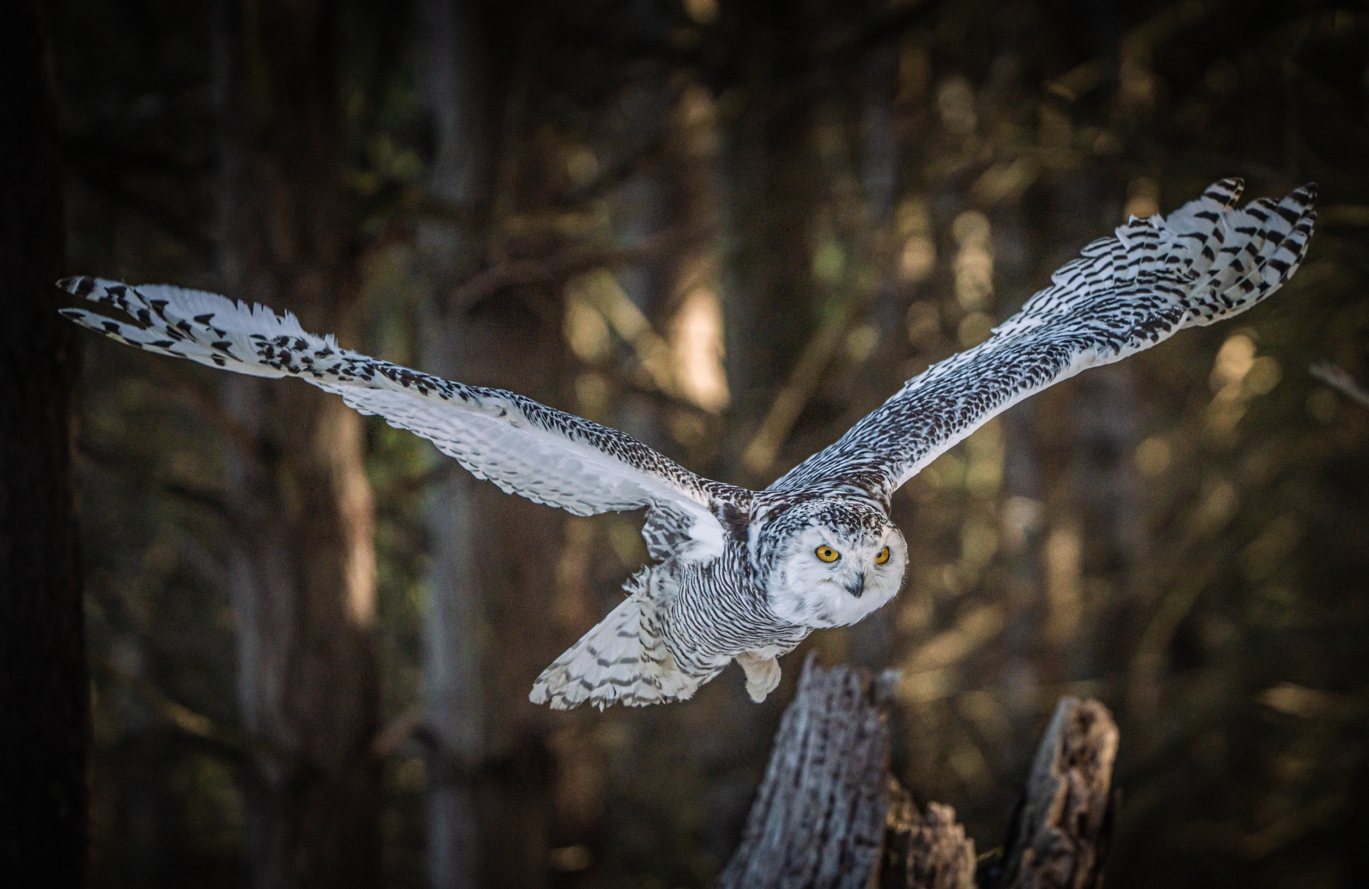 Female Snowy Owl flying