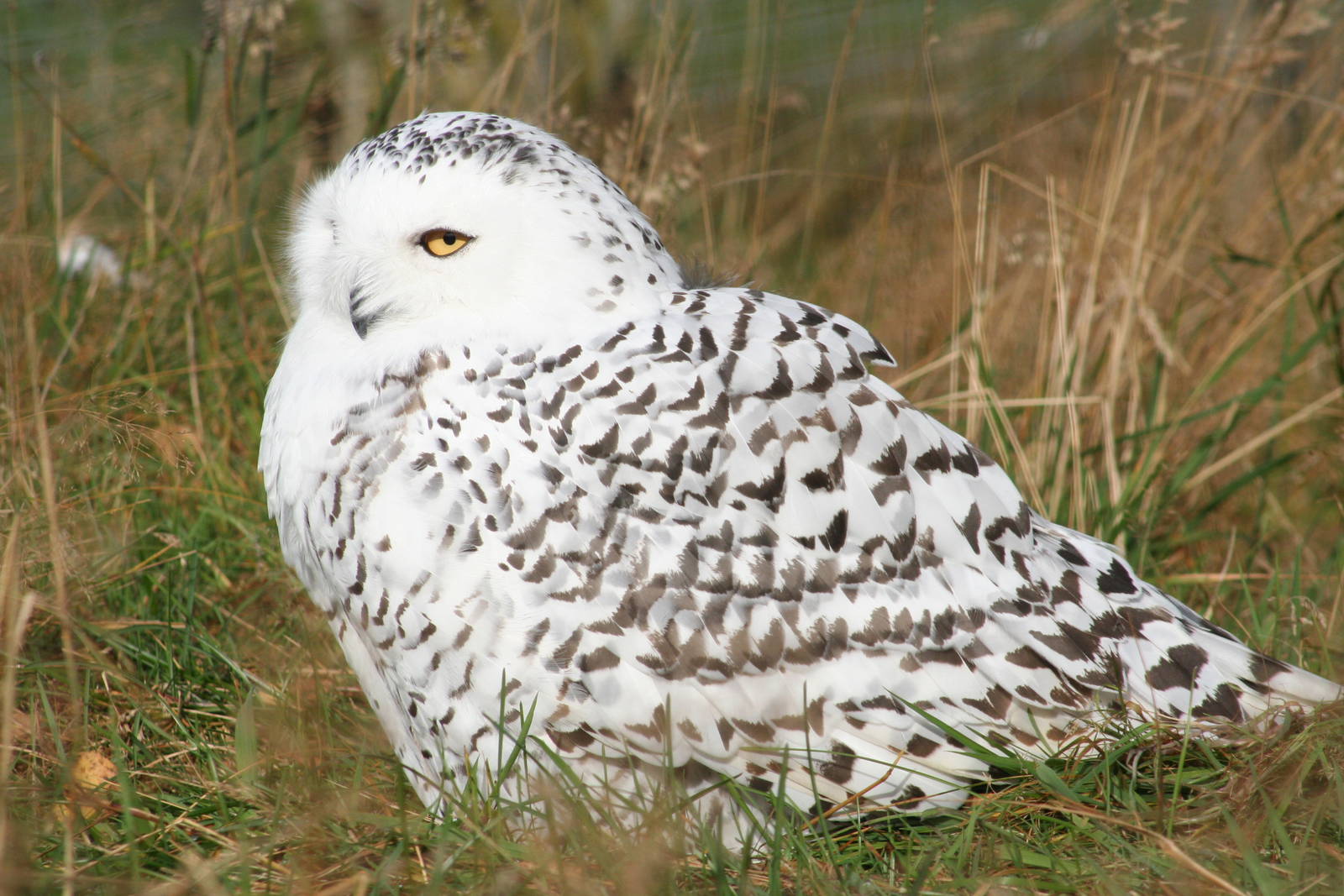 Female Snowy Owl @ Highland Wildlife Park; 19.10.2010