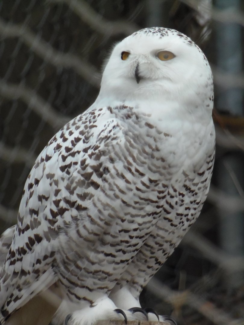 Female Snowy Owl