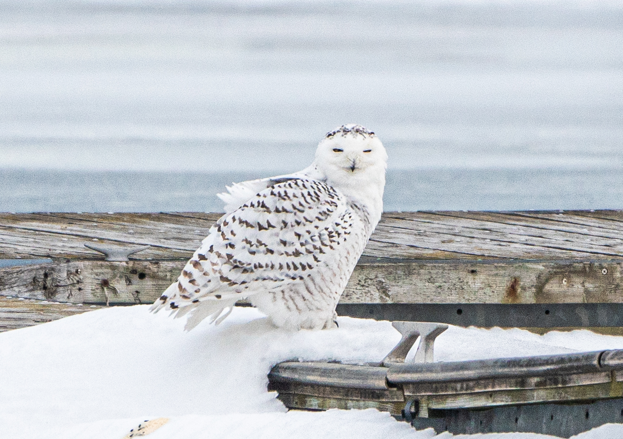 Female Snowy Owl