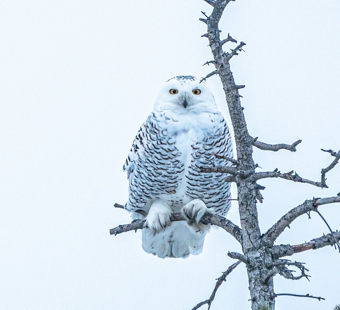 Female Snowy Owl