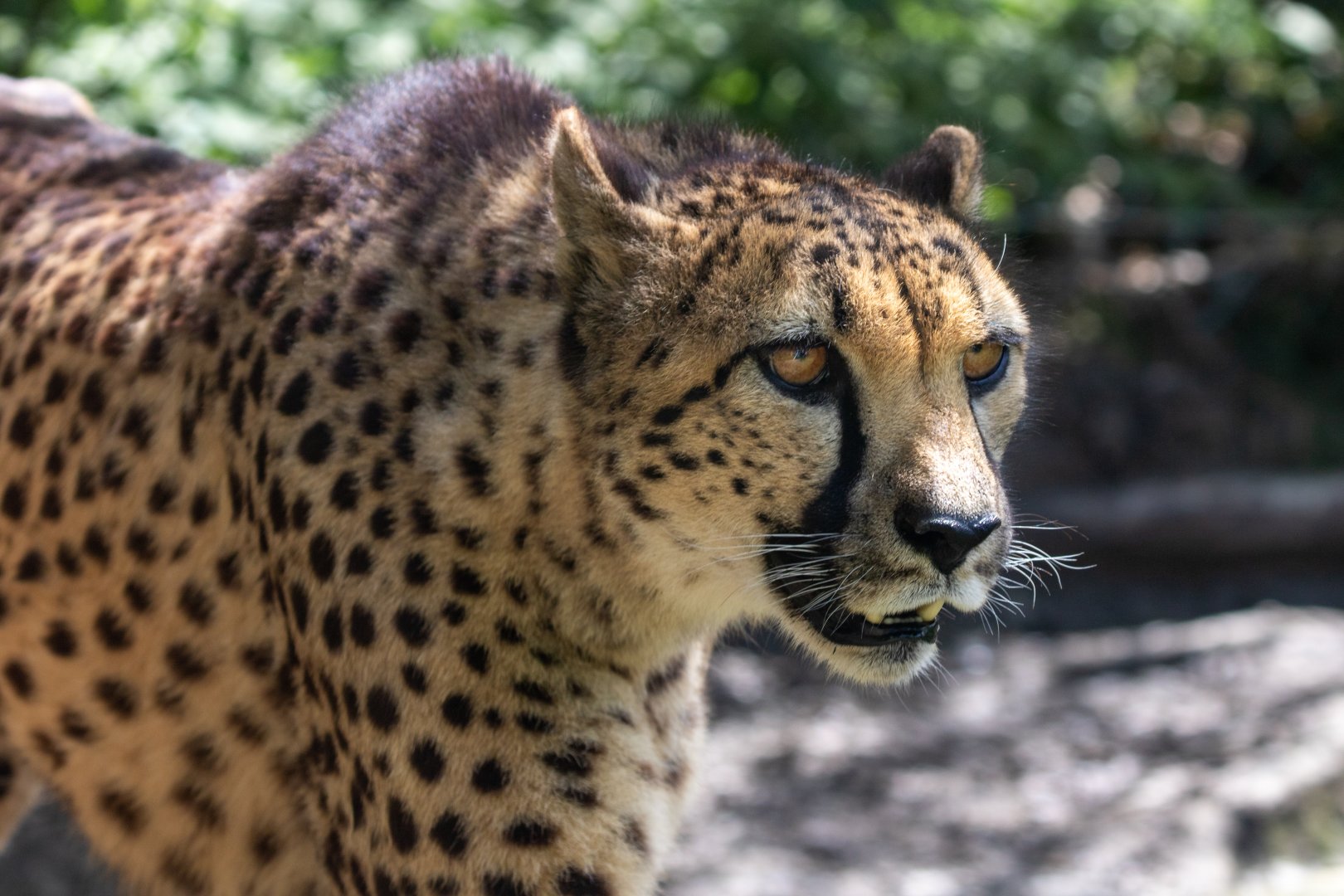 Female South African Cheetah / Exmoor Zoo / 19-5-21