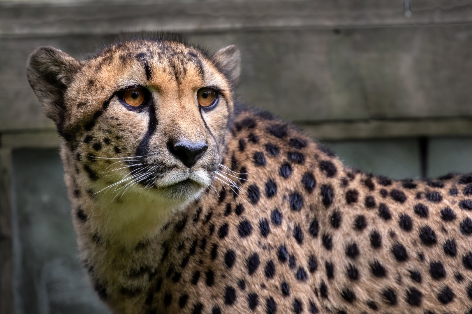 Female South African Cheetah / Exmoor Zoo / 7-9-20