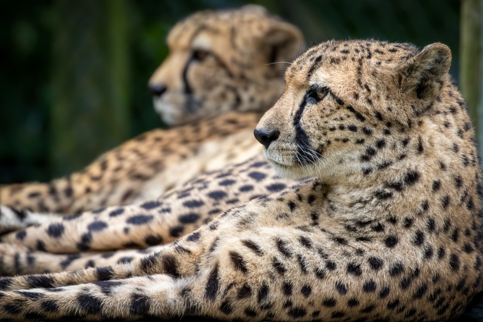 Female South African Cheetahs / Exmoor Zoo / 7-9-20