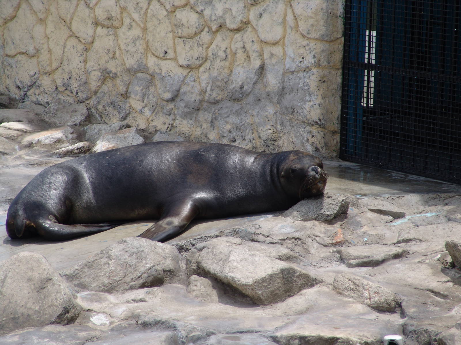 Female South American Sea Lion (Otaria flavescens)