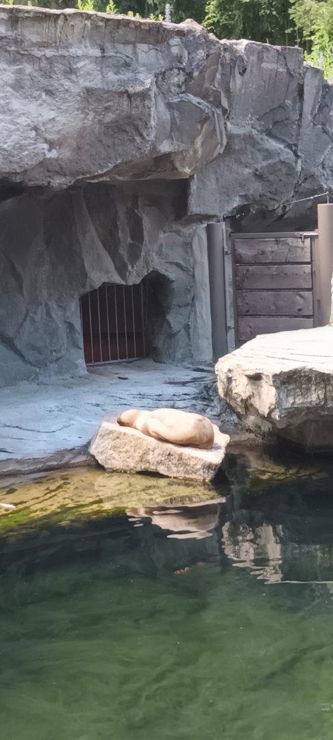 Female South american sea Lion
