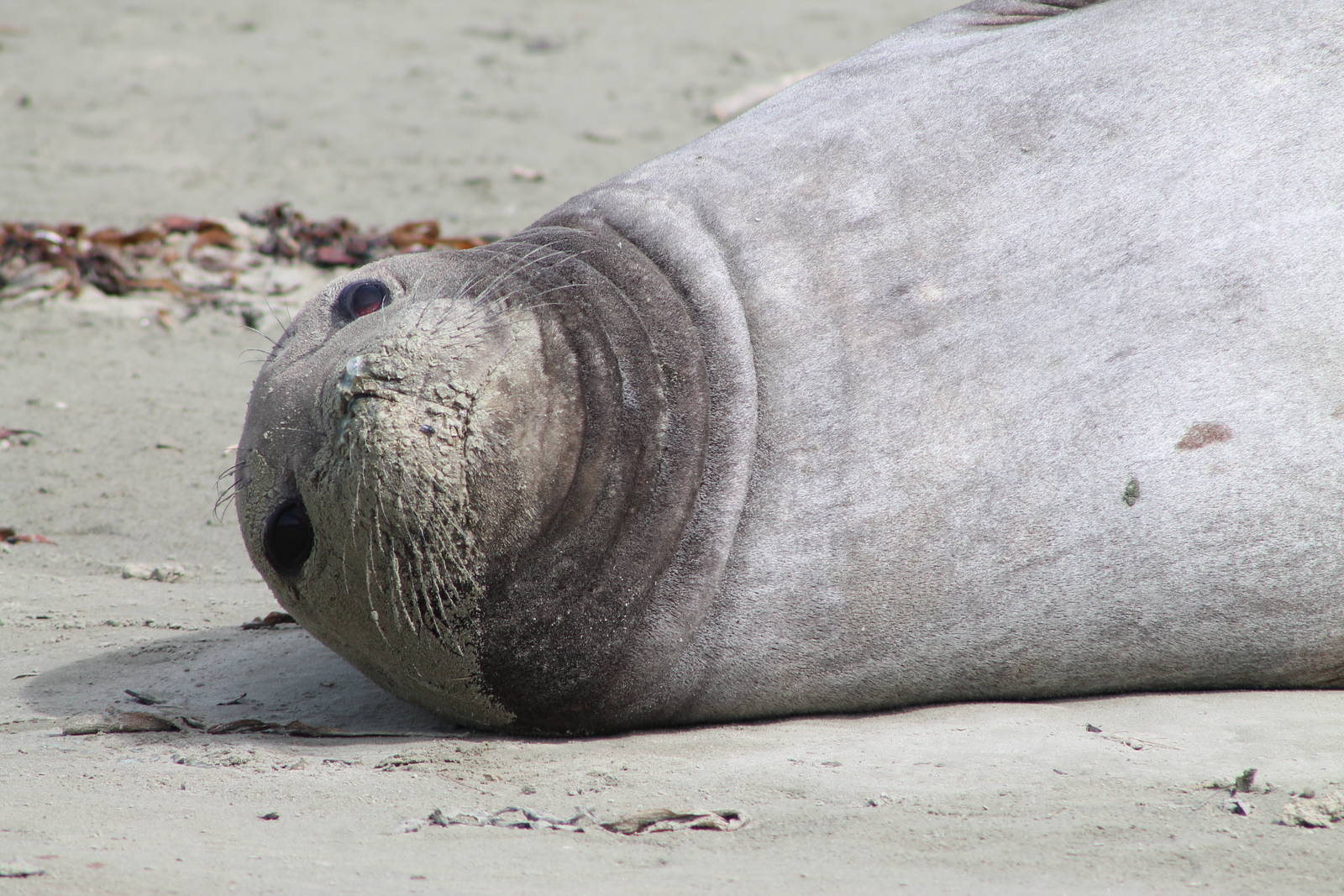 female Southern Elephant Seal (Mirounga leonina)