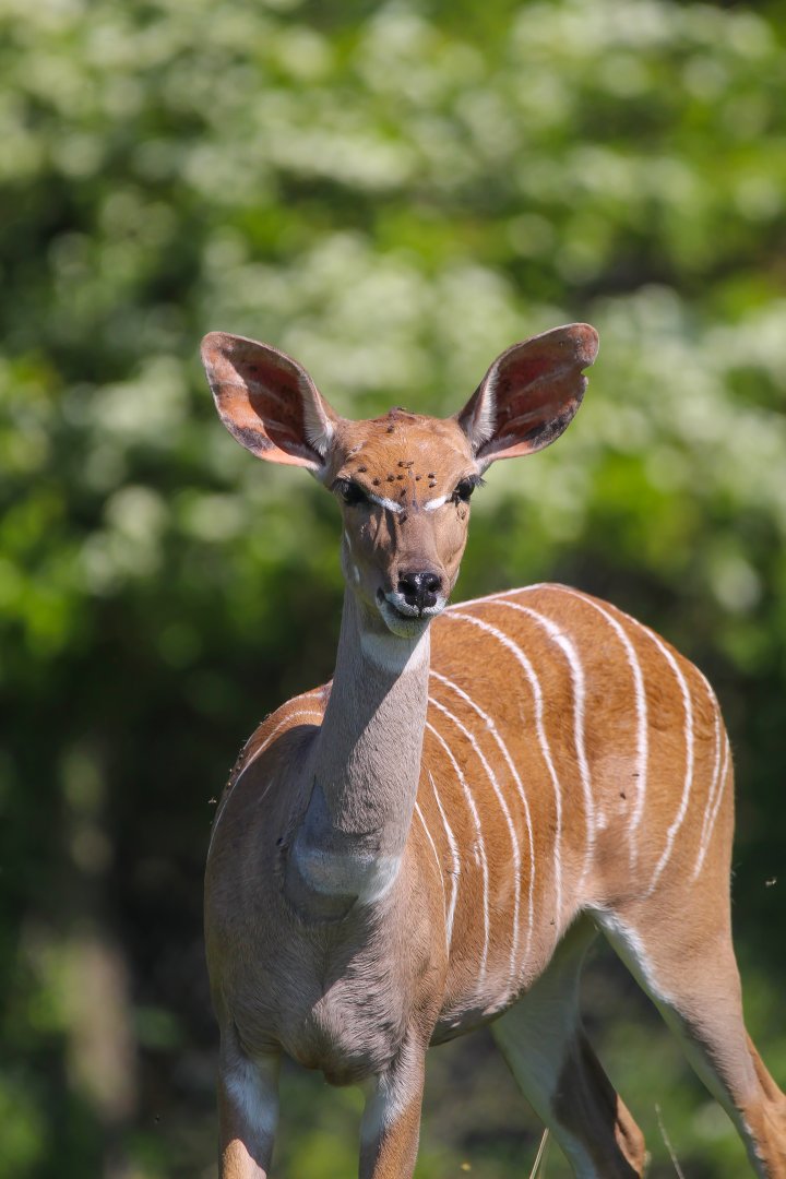 Female Southern Lesser Kudu- 30th April 2025